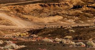 洛杉矶道奇在 2024 年底宣布将与其主场洛杉矶纪念体育场进行联动活动